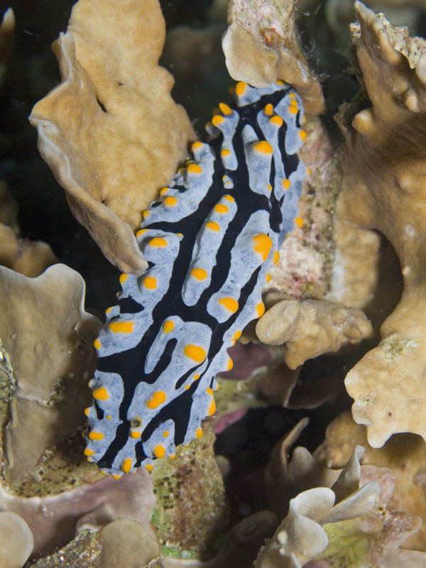 Wart slug, Mandarin Patch